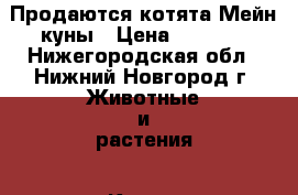 Продаются котята Мейн-куны › Цена ­ 8 000 - Нижегородская обл., Нижний Новгород г. Животные и растения » Кошки   